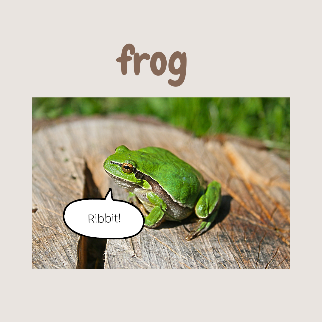 Jak se anglicky řekne žába?